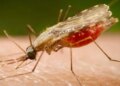 Cientistas da Fiocruz podem produzir vacina completa contra a malária