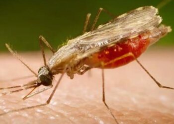 Cientistas da Fiocruz podem produzir vacina completa contra a malária