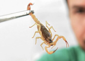 Crianças são mais vulneráveis a envenenamento por picada de escorpião