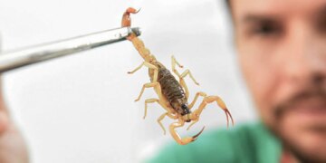 Crianças são mais vulneráveis a envenenamento por picada de escorpião