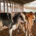 UE suspende carnes do Brasil; entenda impacto e próximos passos