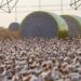 Entenda mudança no mapa que tirou Sorriso do topo da produção agrícola