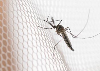 Cidades do noroeste de SP têm maior incidência de casos de dengue