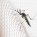 Cidades do noroeste de SP têm maior incidência de casos de dengue