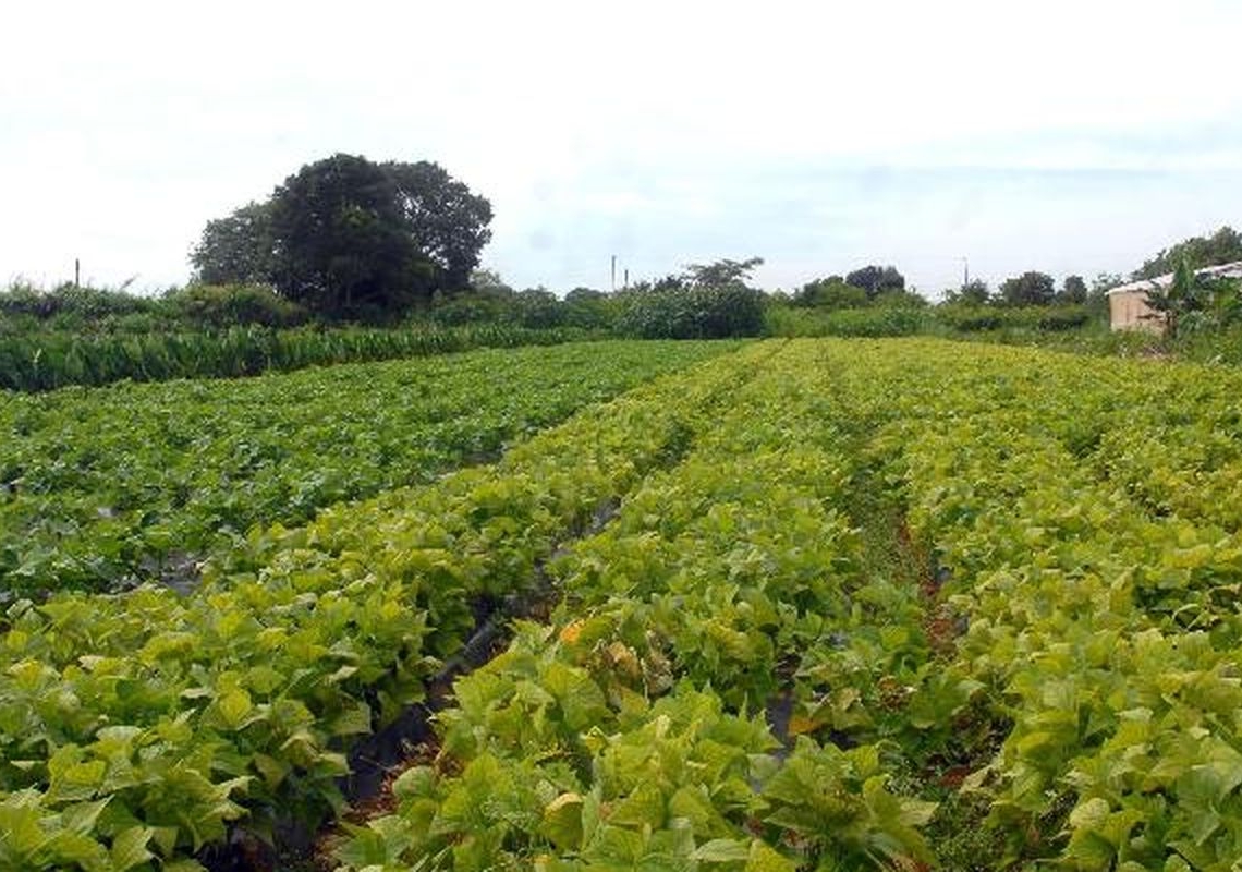 Segurança alimentar e povos indígenas têm R$ 64,3 milhões em crédito