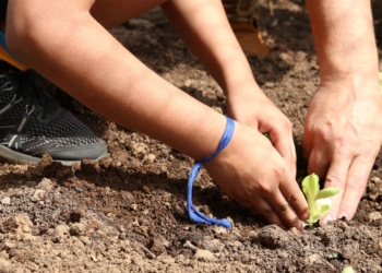 Entidades pedem apoio de candidatos em defesa da agroecologia