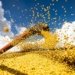 Estudo mostra necessidade de proteger soja para evitar perdas